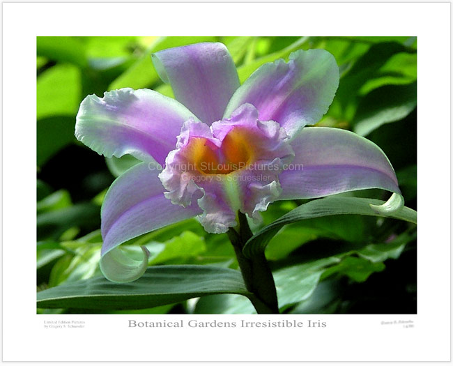 Botanical Gardens Irresistible Iris