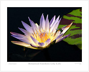 Botanical Gardens Lily Life