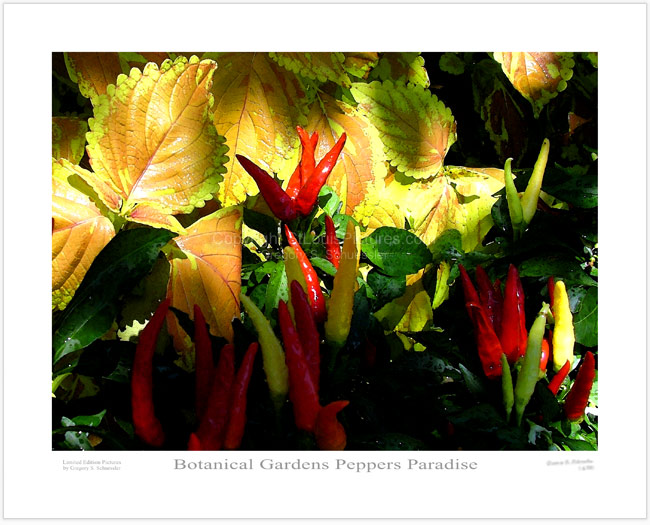 Botanical Gardens Peppers Paradise